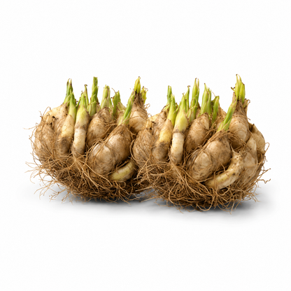 Rajnigandha Hybrid Bulbs