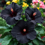 Black Dragon Hibiscus