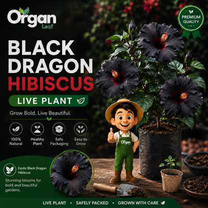 Black Dragon Hibiscus