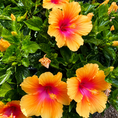 Hawaiian Sunset Hibiscus Live Plant