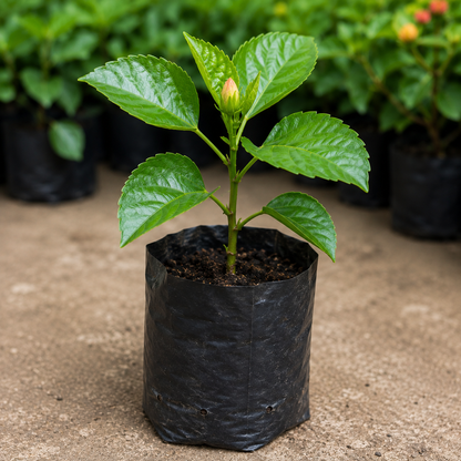 Hawaiian Sunset Hibiscus Live Plant