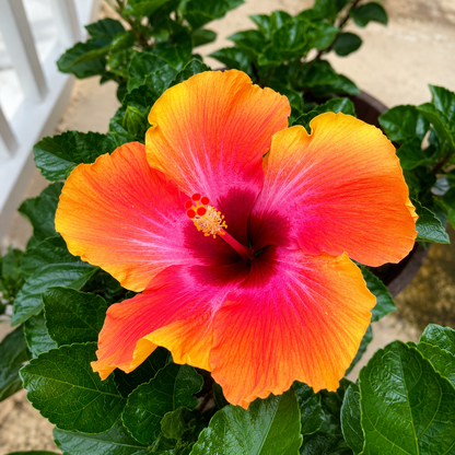 Hawaiian Sunset Hibiscus Live Plant