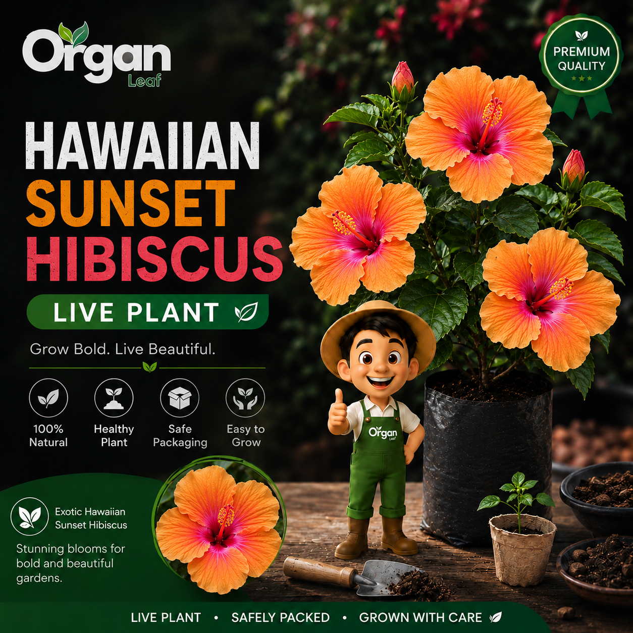 Hawaiian Sunset Hibiscus Live Plant