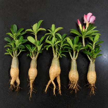 Adenium Live Plant