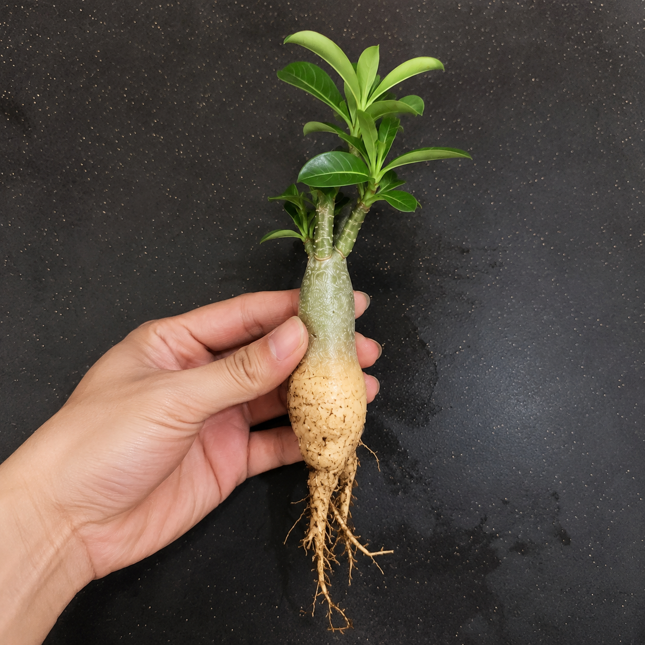 Adenium Live Plant