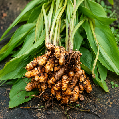 Lakadong Turmeric Bulbs