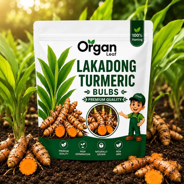 Lakadong Turmeric Bulbs