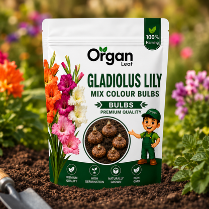 Gladiolus Lily  Mix Colour Bulbs