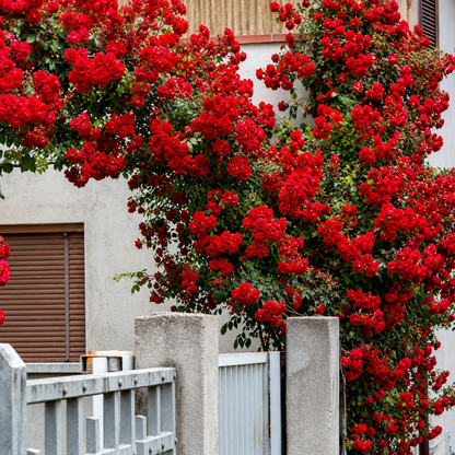 Climbing Rose Seeds