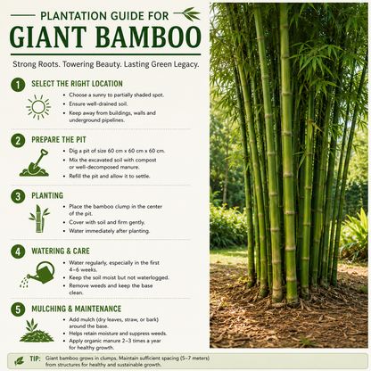 Giant Bamboo Seeds