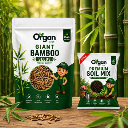 Giant Bamboo Seeds