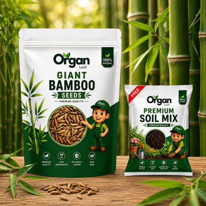 Giant Bamboo Seeds(Giganteus)