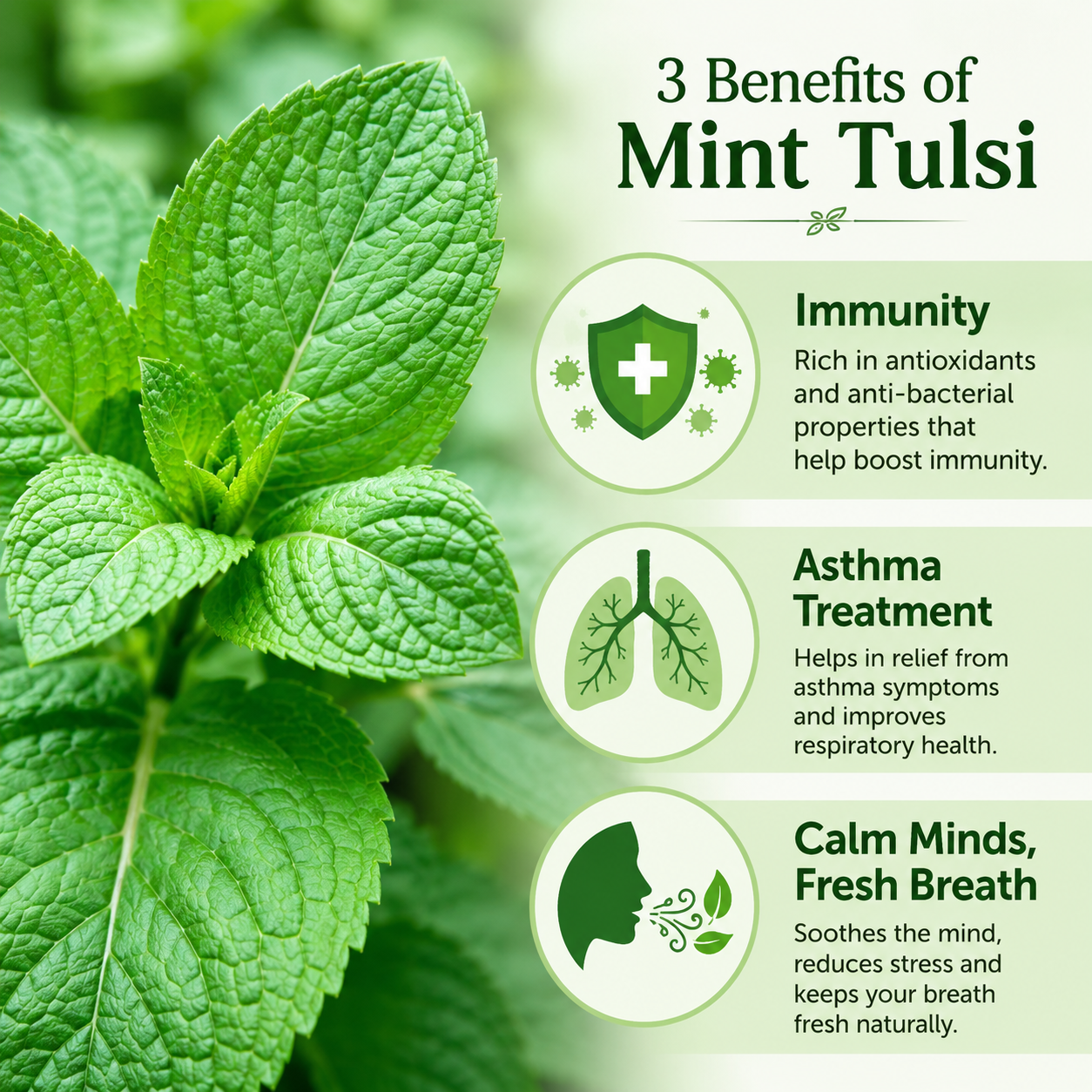 Mint Tulsi Live  Plant