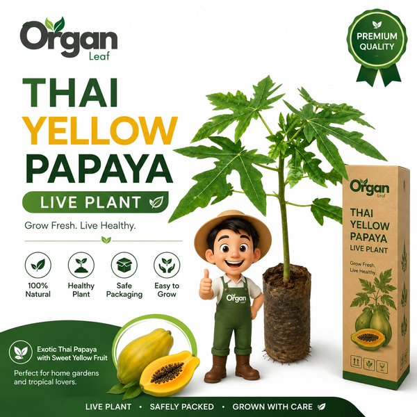 Thai Golden Papaya Live Plant .