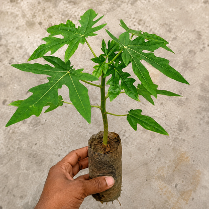 Thai Golden Papaya Live Plant .