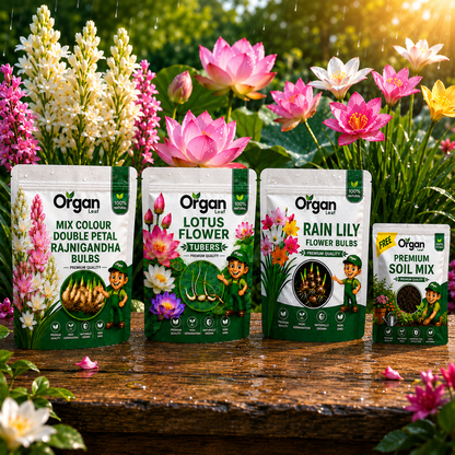 Monsoon Flower Bulbs Combo