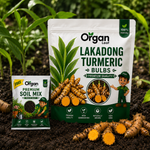 Lakadong Turmeric Bulbs