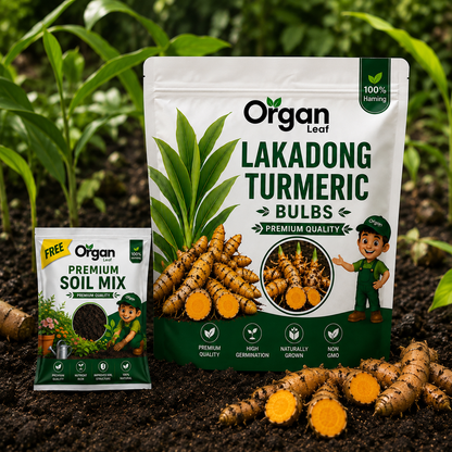 Lakadong Turmeric Bulbs