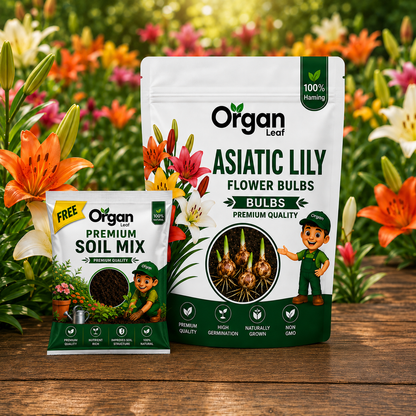Asiatic Lily Bulbs