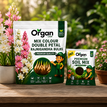 Mix Colour Double Petal Rajnigandha Bulbs