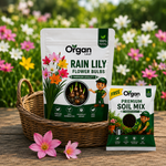 Rain Lily Bulbs