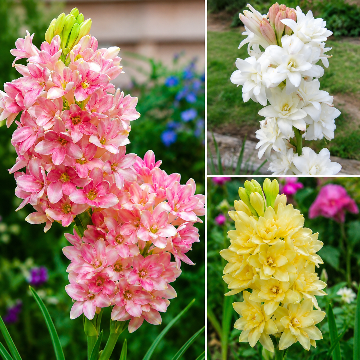 Mix Colour Double Petal Rajnigandha Bulbs