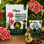 Double Petal Amaryllis Flower Bulbs