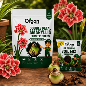 Double Petal Amaryllis Flower Bulbs