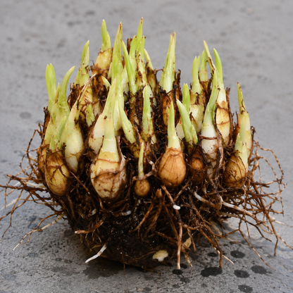 Mix Colour Double Petal Rajnigandha Bulbs