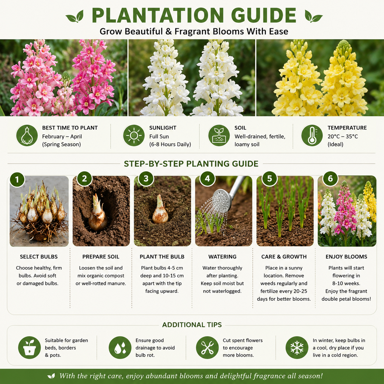 Mix Colour Double Petal Rajnigandha Bulbs