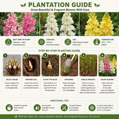 Mix Colour Double Petal Rajnigandha Bulbs