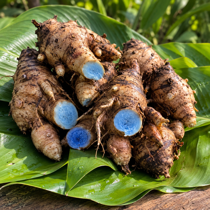 Black Turmeric  Bulbs