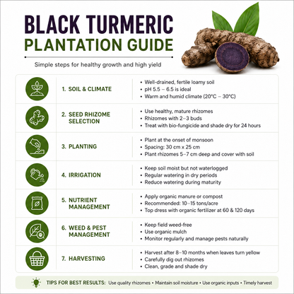 Black Turmeric  Bulbs