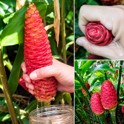 Shampoo Ginger  Bulbs