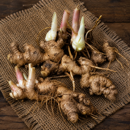 Shampoo Ginger  Bulbs