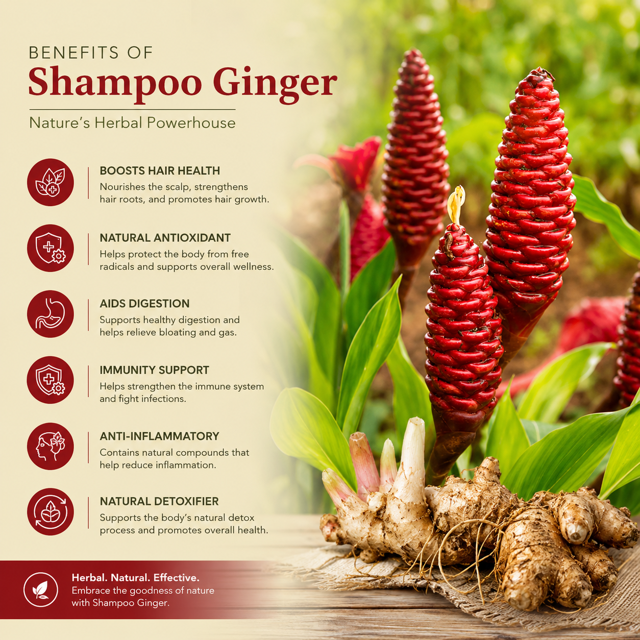 Shampoo Ginger  Bulbs