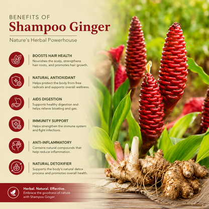Shampoo Ginger  Bulbs