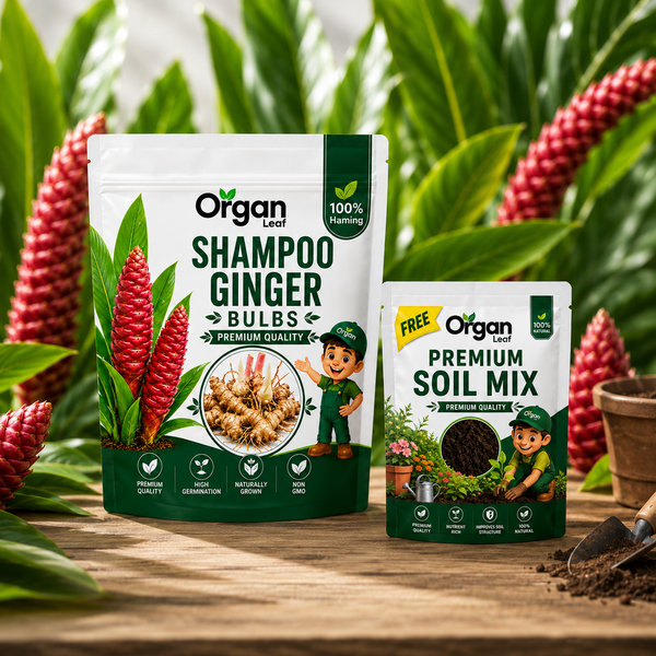 Shampoo Ginger  Bulbs