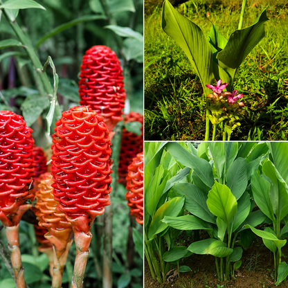 Ayurvedic Wellness Plant Combo