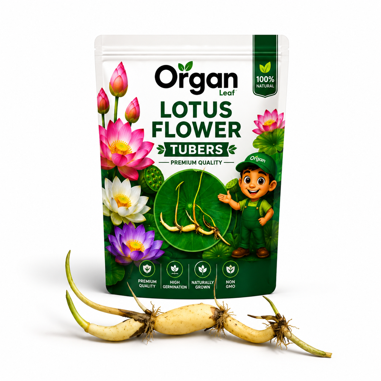 Milky-Pink Super Lotus Tubers