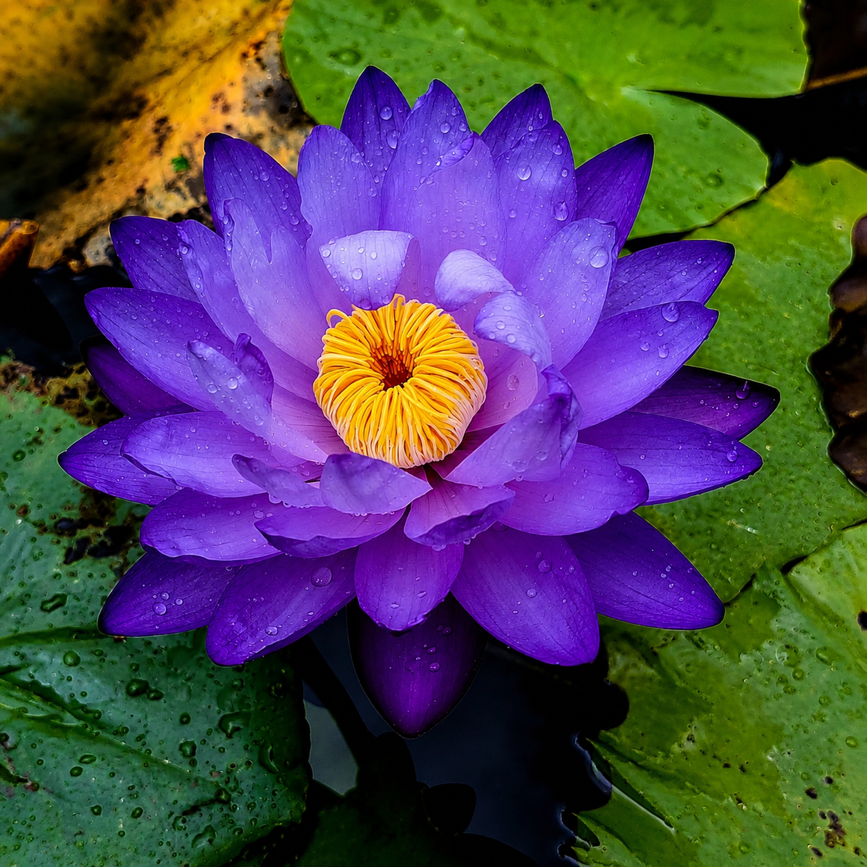 Lotus Flower Tubers