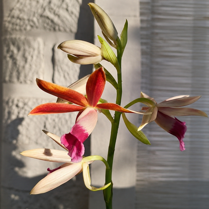 Nun Orchid Flower Bulbs