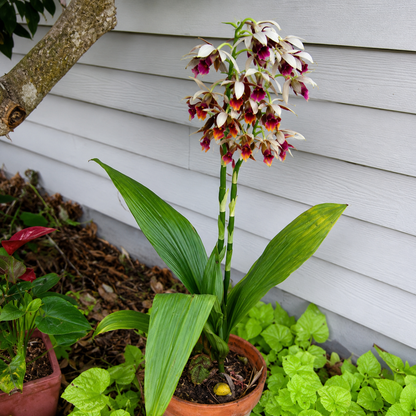 Nun Orchid Flower Bulbs