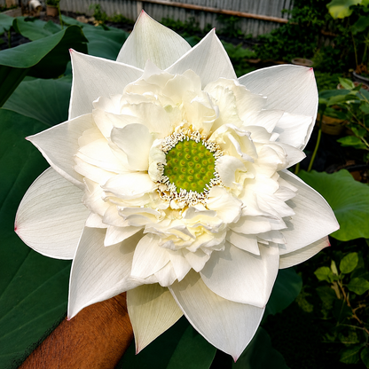 Lotus Flower Tubers