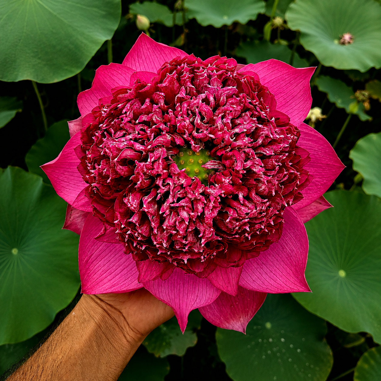 Lotus Flower Tubers
