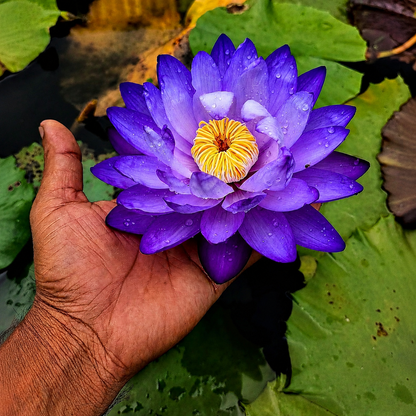 Lotus Flower Tubers