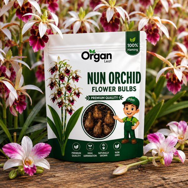 Nun Orchid Flower Bulbs