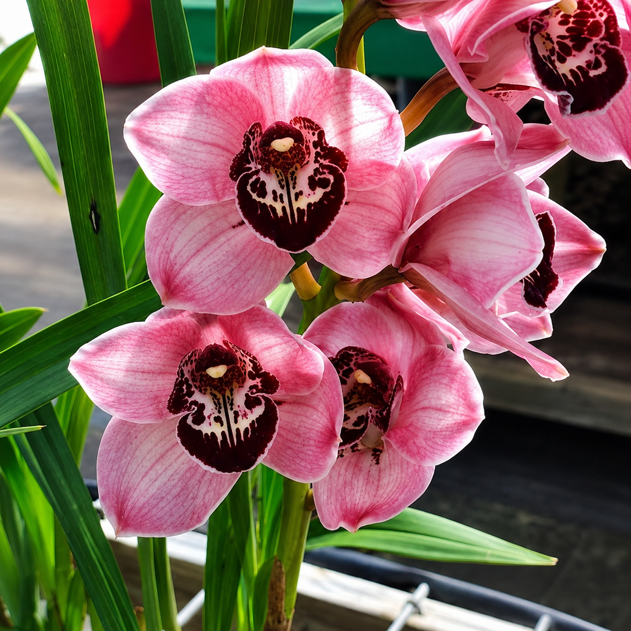 Cymbidium Orchid Flower Bulbs