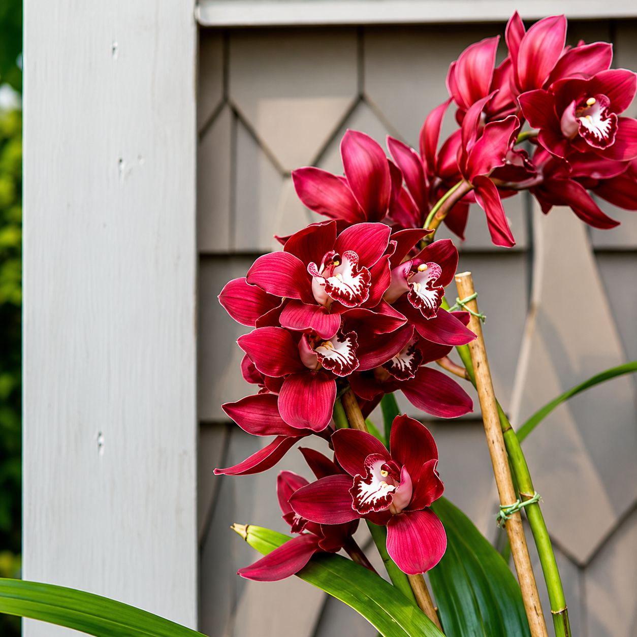 Cymbidium Orchid Flower Bulbs