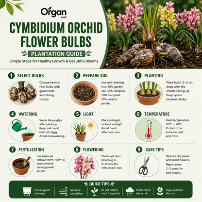 Cymbidium Orchid Flower Bulbs